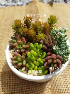 2026年最新】オレンジドリーム 多肉の人気アイテム - メルカリ