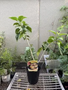 2段咲きハイビスカス⑩ フラミンゴ オレンジ色 挿し木苗 - メルカリ