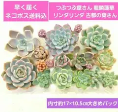 2026年最新】古都の葉の人気アイテム - メルカリ