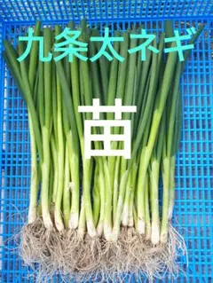 九条太ネギ苗100本 - メルカリ