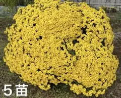 ざる菊　幼苗　５苗のサムネイル