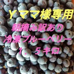 新鮮朝摘み 生ブルーベリー 1．5キロ 栽培期間中農薬不使用 - メルカリ