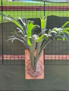 2025年最新】ビカクシダ 胞子の人気アイテム - メルカリ