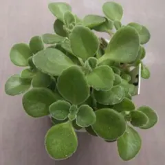 脇芽たっぷり♡アロマティカス⑦抜き苗鉢内全部！しっかり根付き苗♪Ｇよけに!?