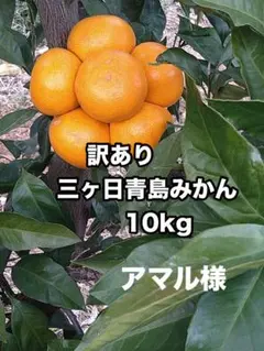★アマル様★訳あり三ヶ日青島みかん 10kg