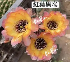 3*8様 101-紅梅 超人気 花サボテン メディオロビビア カキコ - メルカリ