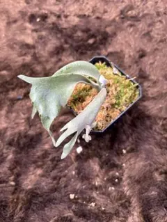 メルカリ便】P. Willinckii Snow(spore) 【68】 - メルカリ