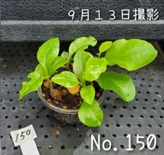 今が植え時】おかわかめ 抜き苗 5つ 5〜10cm - メルカリ