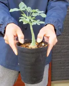 2025年最新】アデニアの人気アイテム - メルカリ