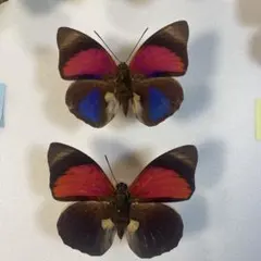 2025年最新】標本の人気アイテム - メルカリ