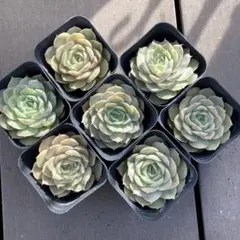 エケベリア　韓国苗　オウンスロー　多肉植物　ポコ多肉