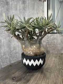 2025年最新】パキポディウムグラキリス 現地球の人気アイテム