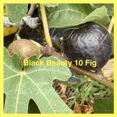 一文字仕立て可能な複数枝ブラックビューティ10(BB10)イチジク 