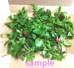 ベビーサンローズ 多肉植物 挿し穂
