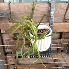 リプサリス　ピンクサリー　抜き苗のサムネイル