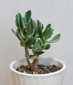 2026年最新】金のなる木花月錦の人気アイテム - メルカリ