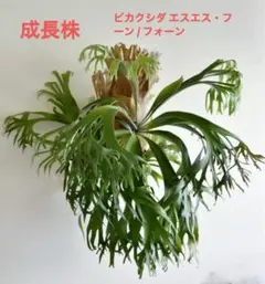 2026年最新】観葉植物 ビカクシダの人気アイテム - メルカリ