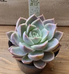 oski様 リクエスト 3点 まとめ商品