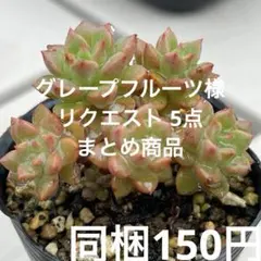 グレープフルーツ様 リクエスト 5点 まとめ商品