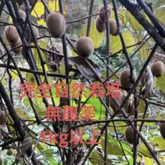 キウイフルーツ