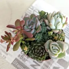 ⑥寄植え♪多肉植物♡