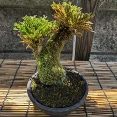 岩松 イワヒバ 高山植物 苔盆栽Special - メルカリ
