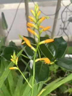 もずや民藝館分店様 リクエスト 2点 まとめ商品