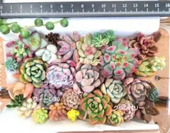 多肉植物④　カット苗　名前なし　寄せ植え　多肉弁当
