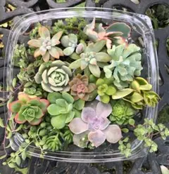 じゅんじゅん様 リクエスト 2点 まとめ商品