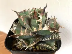 2026年最新】アガベキングコングの人気アイテム - メルカリ