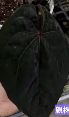 熱帯植物 Homalomena sp. jambi 中型 - メルカリ