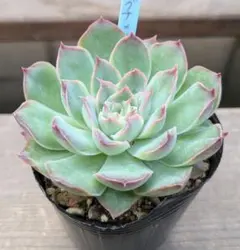 多肉植物　シムランスラグナサンチェス✕メキシコプリドニス