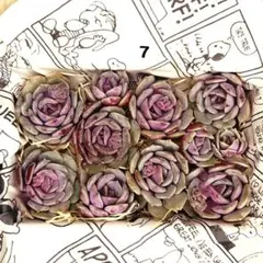J*I様 7.多肉植物　紫姫　カット苗詰め合わせ　韓国苗