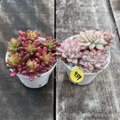 Luna様 リクエスト 2点 まとめ商品