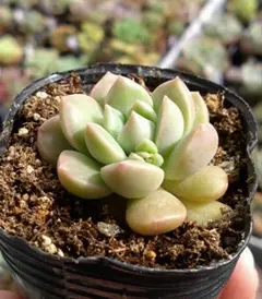 多肉植物 エケベリア おもち - メルカリ