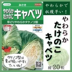 【野菜の種】やわらかたけのこキャベツ　種１０粒　極早生！やわらかくて収穫早い！