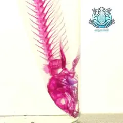 2025年最新】透明骨格標本の人気アイテム - メルカリ