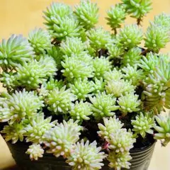 Tygakun♪※プロフ確認様 リクエスト 2点 まとめ商品