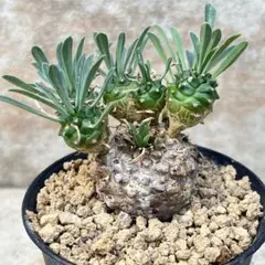 2025年最新】山秋 鉢の人気アイテム - メルカリ