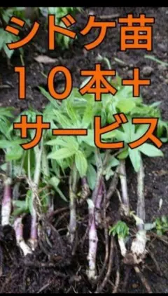 岩手県産 しどけ シドケ モミジガサ 山菜 - メルカリ