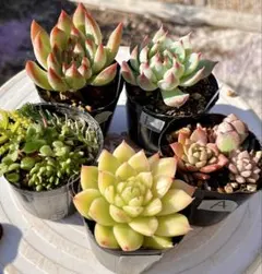 L.多肉植物　多肉セット　寄せ植え　初心者向け　多肉弁当