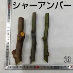 ⑧☆イチヂク穂木2本☆種類…シャーアンバー⑧【親木の写真あり・結実