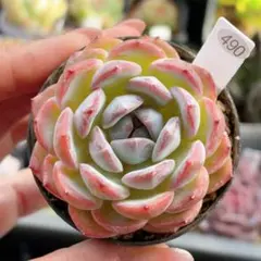 2026年最新】多肉植物（エケベリア）の人気アイテム - メルカリ