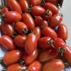 野菜　ミニトマトのサムネイル