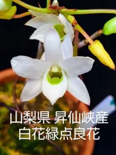 長生蘭　セッコク銘品「宝冠」三本立ち　　富貴蘭　万年青　山野草 山野草・富貴蘭・長生蘭(セッコク・三宅島産紅花緑点) - メルカリ