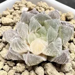 モンロー錦  ホワイトピンク斑  葉挿しっ子 モンロー錦 | E-TANIKU（イータニク）