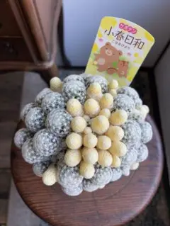 サボテン 小春日和 姫春星 斑入り 4号 - メルカリ