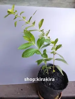コムラサキ(紫式部) 　ムラサキシキブポット苗①のサムネイル