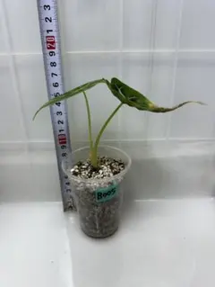 m*i様 アロカシア　ブラックサタンピンクベインＴＣ苗　大きめ m*i様 アロカシア ブラックサタンピンクベインTC苗 大きめ - メルカリ