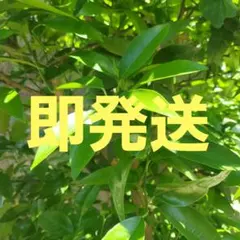 京都府産 無農薬 柚子の葉 約100枚 - メルカリ